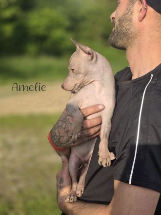 American Hairless Terrier Welpen