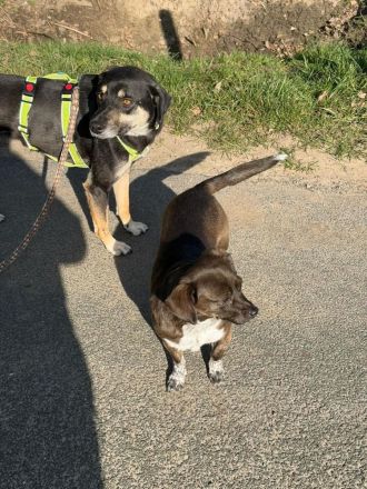 Elke auf Pflegestelle in 48268 Greven sucht ihr Für-immer-Zuhause