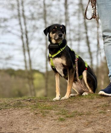 Elke auf Pflegestelle in 48268 Greven sucht ihr Für-immer-Zuhause