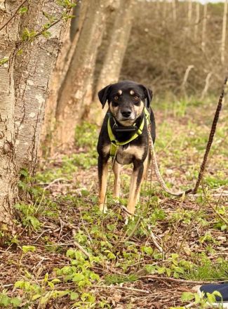 Elke auf Pflegestelle in 48268 Greven sucht ihr Für-immer-Zuhause