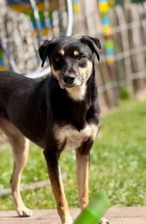 Elke auf Pflegestelle in 48268 Greven sucht ihr Für-immer-Zuhause