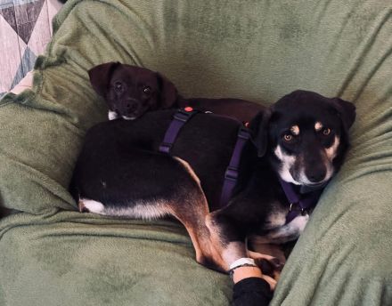 Elke auf Pflegestelle in 48268 Greven sucht ihr Für-immer-Zuhause