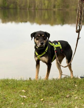 Elke auf Pflegestelle in 48268 Greven sucht ihr Für-immer-Zuhause