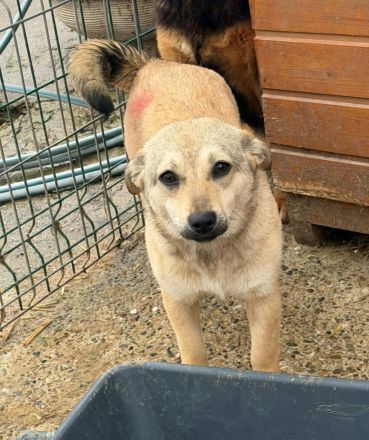 Poppy sucht ihr Für-immer-Zuhause