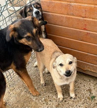 Poppy sucht ihr Für-immer-Zuhause