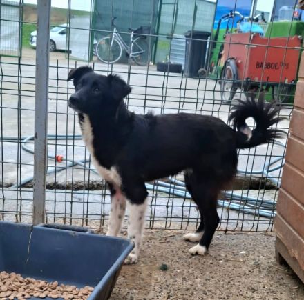 Pixie sucht ihr Für-immer-Zuhause