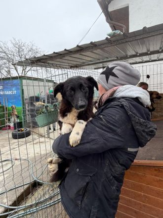 Pixie sucht ihr Für-immer-Zuhause