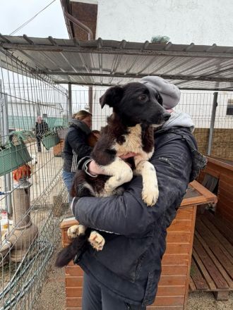 Pixie sucht ihr Für-immer-Zuhause