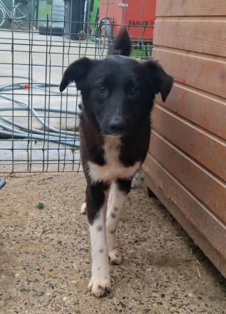 Pixie sucht ihr Für-immer-Zuhause