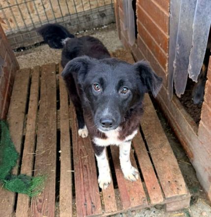 Pixie sucht ihr Für-immer-Zuhause