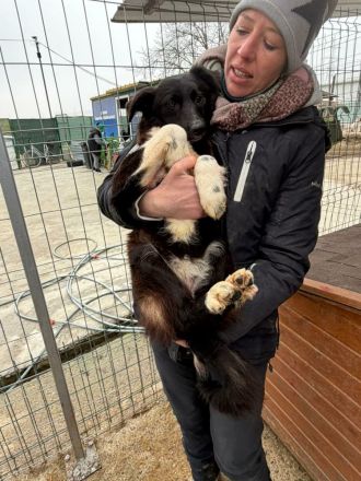 Pixie sucht ihr Für-immer-Zuhause