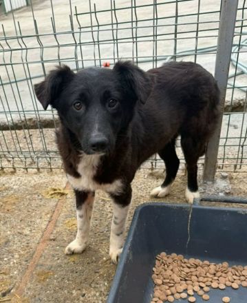 Pixie sucht ihr Für-immer-Zuhause