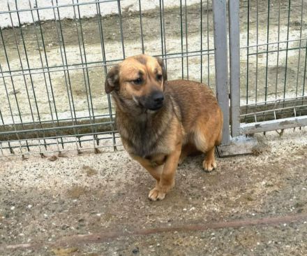 Paige sucht ihr Für-immer-Zuhause