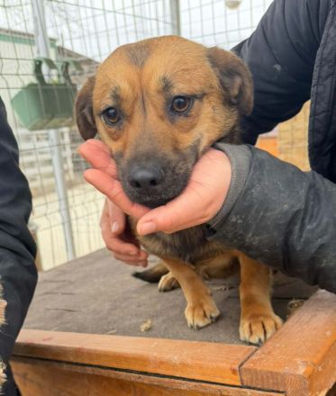 Paige sucht ihr Für-immer-Zuhause