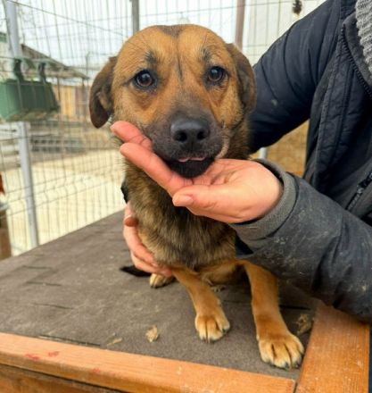 Paige sucht ihr Für-immer-Zuhause