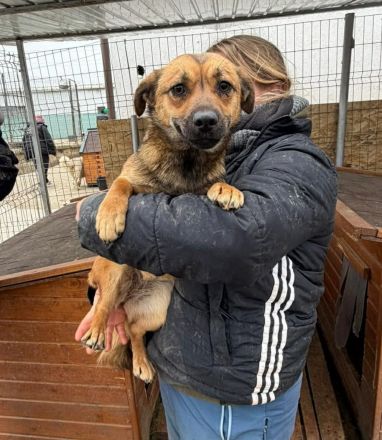 Paige sucht ihr Für-immer-Zuhause