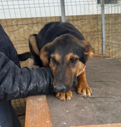 Peach sucht ihr Für-immer-Zuhause