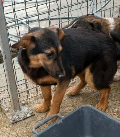 Peach sucht ihr Für-immer-Zuhause