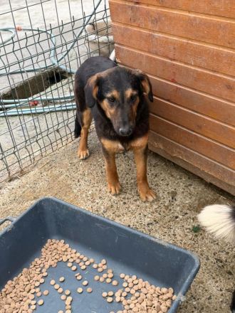 Peach sucht ihr Für-immer-Zuhause