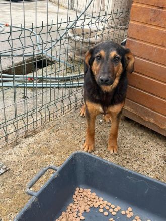 Peach sucht ihr Für-immer-Zuhause