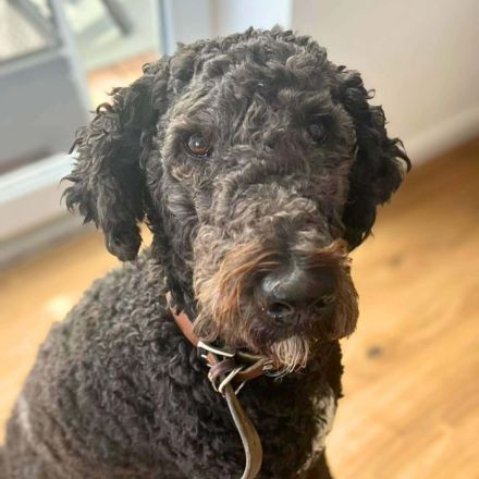 Milo in 21394 Kirchgellersen sucht sein Für-immer-Zuhause