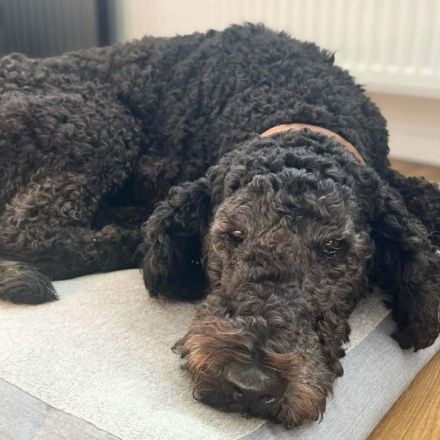 Milo in 21394 Kirchgellersen sucht sein Für-immer-Zuhause