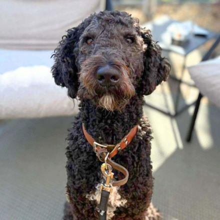 Milo in 21394 Kirchgellersen sucht sein Für-immer-Zuhause