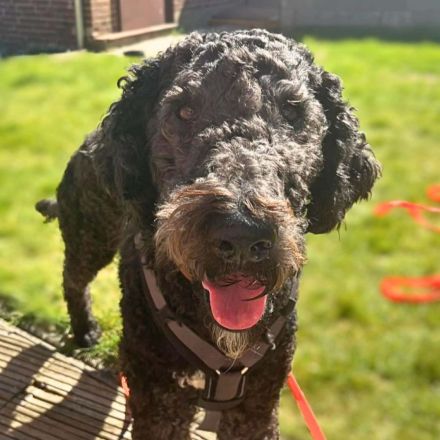 Milo in 21394 Kirchgellersen sucht sein Für-immer-Zuhause