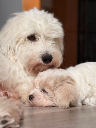 Coton de Tulear Welpen