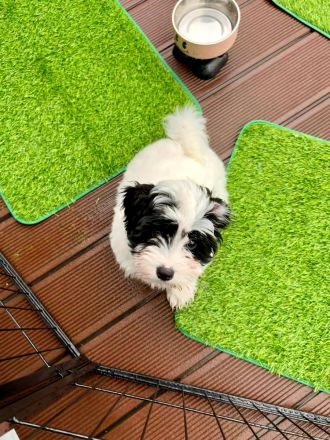 Coton de Tulear Welpen