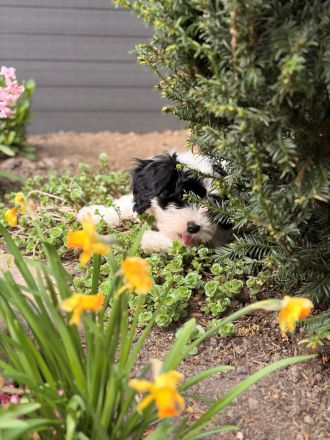 Coton de Tulear Welpen