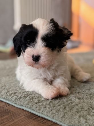 Coton de Tulear Welpen