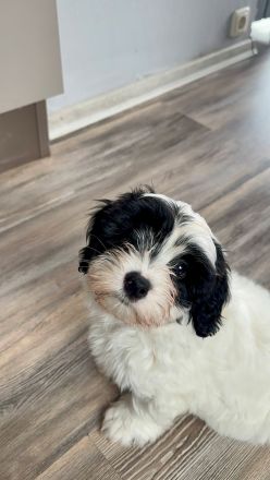 Coton de Tulear Welpen