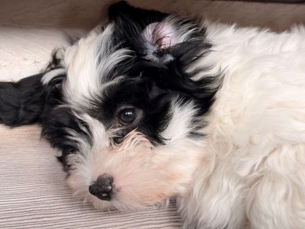 Coton de Tulear Welpen