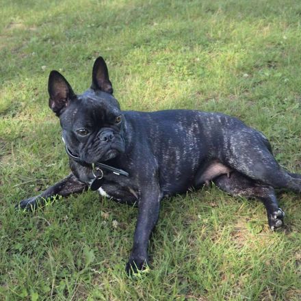 Lotte in 97842 Karbach sucht ihr Für-immer-Zuhause