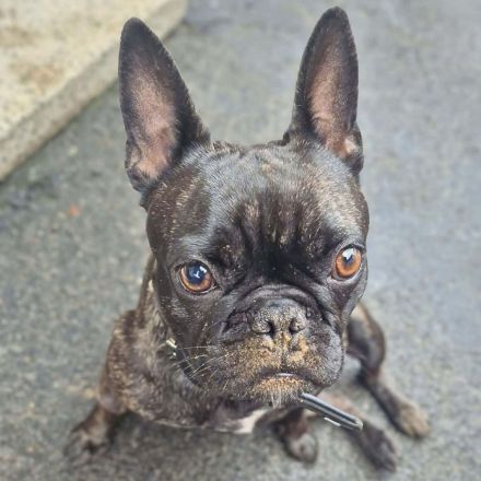 Lotte in 97842 Karbach sucht ihr Für-immer-Zuhause