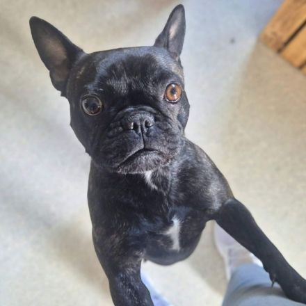 Lotte in 97842 Karbach sucht ihr Für-immer-Zuhause