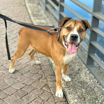 Caly in 16515 Oranienburg sucht sein Für-immer-Zuhause