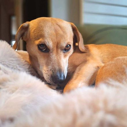 Luna in 48249 Dülmen sucht ihr Für-immer-Zuhause