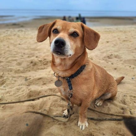Luna in 48249 Dülmen sucht ihr Für-immer-Zuhause