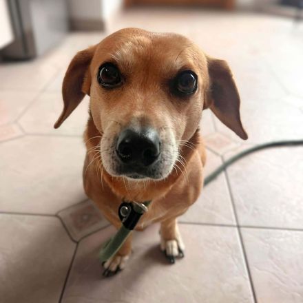 Luna in 48249 Dülmen sucht ihr Für-immer-Zuhause