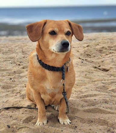 Luna in 48249 Dülmen sucht ihr Für-immer-Zuhause