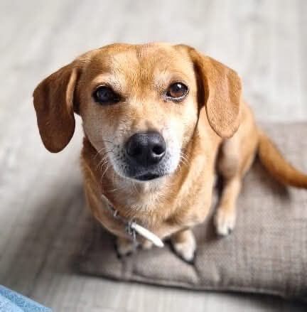 Luna in 48249 Dülmen sucht ihr Für-immer-Zuhause