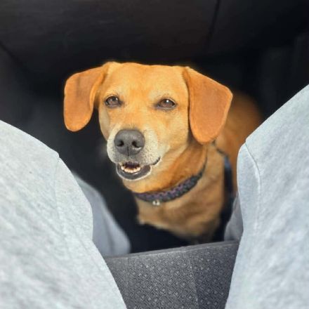 Luna in 48249 Dülmen sucht ihr Für-immer-Zuhause