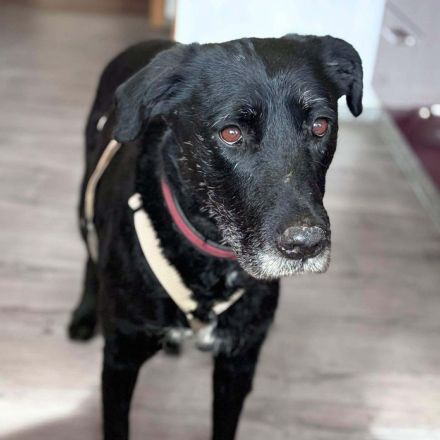 Alva in 49733 Haren (Ems) sucht ihr Für-immer-Zuhause