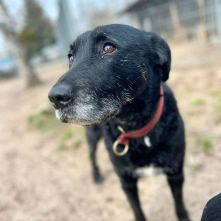 Alva in 49733 Haren (Ems) sucht ihr Für-immer-Zuhause