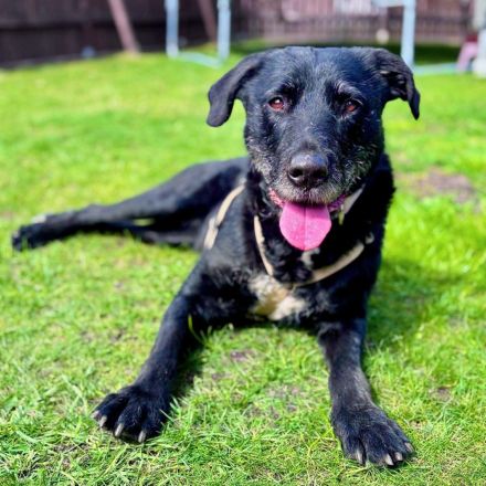 Alva in 49733 Haren (Ems) sucht ihr Für-immer-Zuhause