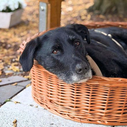 Alva in 49733 Haren (Ems) sucht ihr Für-immer-Zuhause