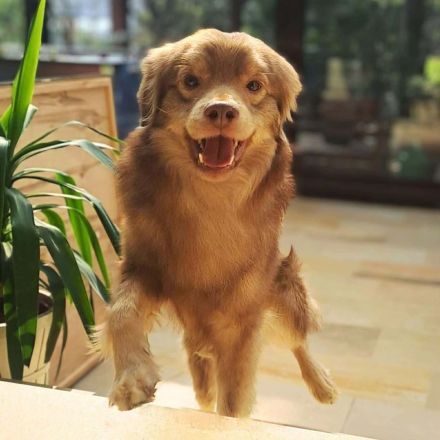 Barney in 09217 Burgstädt sucht sein Für-immer-Zuhause