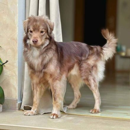 Barney in 09217 Burgstädt sucht sein Für-immer-Zuhause